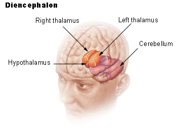 Location of hypothalamus in brain
