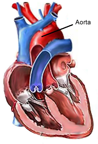 heart